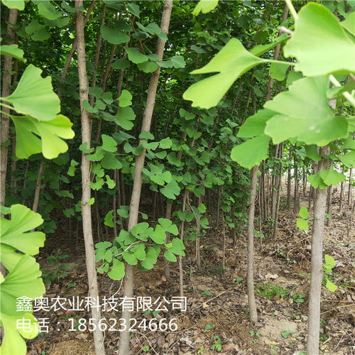 快讯 银杏小苗栽培技术详解——鑫奥农业欢迎您