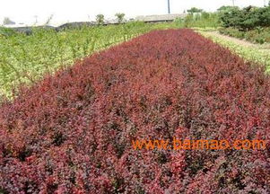 沭阳县华泰苗木场 一站式苗木花卉批发与种植经营服务