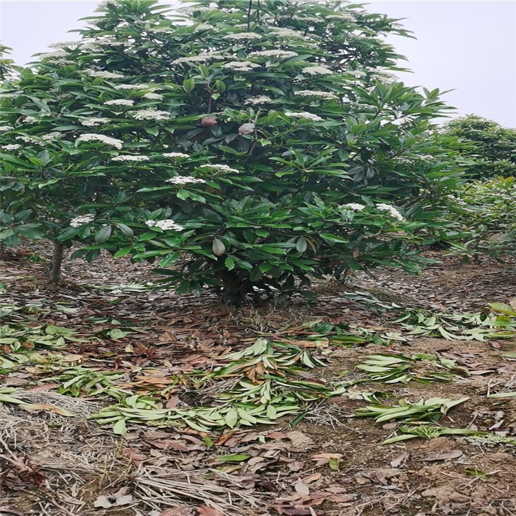 中华石楠球树木种植经营指南