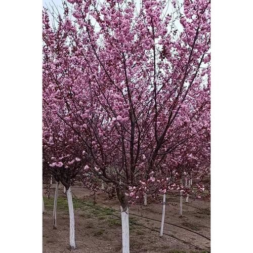 榆叶梅种植全攻略 厂家选择、品牌推荐与养护要点