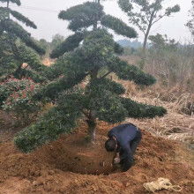 宏景轩苗木种植专业合作社 专业树木种植经营，打造绿色生态产业链