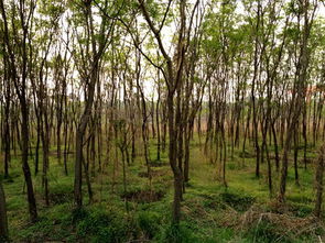 百万亩绿意 探索绿化树苗木种植与经营的绿色发展之路