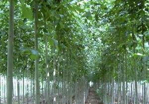 专业嫁接育苗与优质绿化苗木供应服务