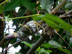 新手也能轻松掌握的两种树木花卉繁殖方法，秋季操作正当时