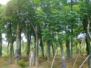 三年骨架移植黄山栾树 优质绿化苗木供应商的可靠选择