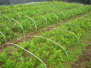 江西九江金钱柳等林木种子与苗木求购信息发布 推动树木种植经营新机遇