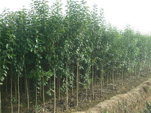 云虎农业 山东大叶女贞苗木栽培、栽植技术与应用价值解析