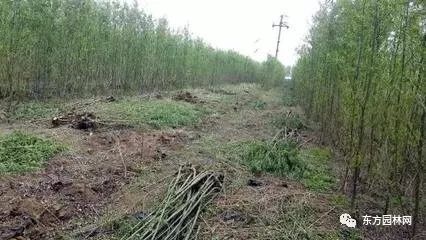 绿化苗木的培育、栽植与管理 树木种植经营全流程指南